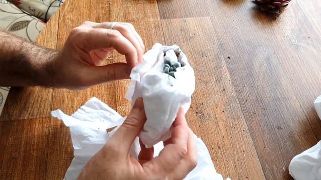 SÓ SUCULENTAS BELÍSSIMAS - Unboxing Florence Plantas смотреть онлайн