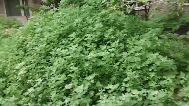 Грязевые горячие источники с отдушкой из какашек смотреть онлайн