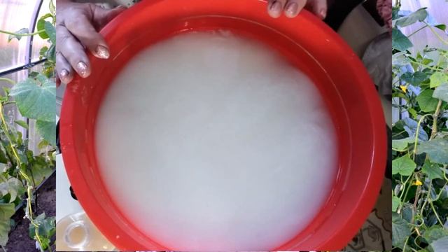 Опрыскиваю этим все огурчики каждые 10 дней. Чем опрыскать огурцы для профилактики