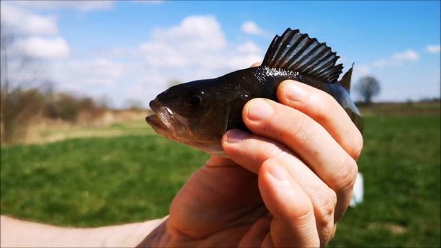 Рыбалка в апреле. Красивое озеро, клев окуней. смотреть онлайн