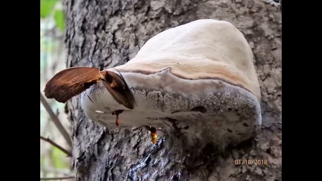 Fomes Fomentarius,fungus,false Tinder Fungus,hoof Fungus,tinder Conk,tinder Polypore,ice Man Fungus