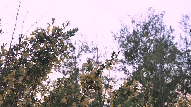 СЕСТРЫ ОРСКОГО ИВЕРСКОГО МОНАСТЫРЯ - КУКУШЕЧКА (духовный стих) смотреть онлайн