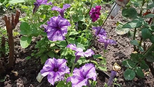 Петунии. Пышное цветение в июле смотреть онлайн