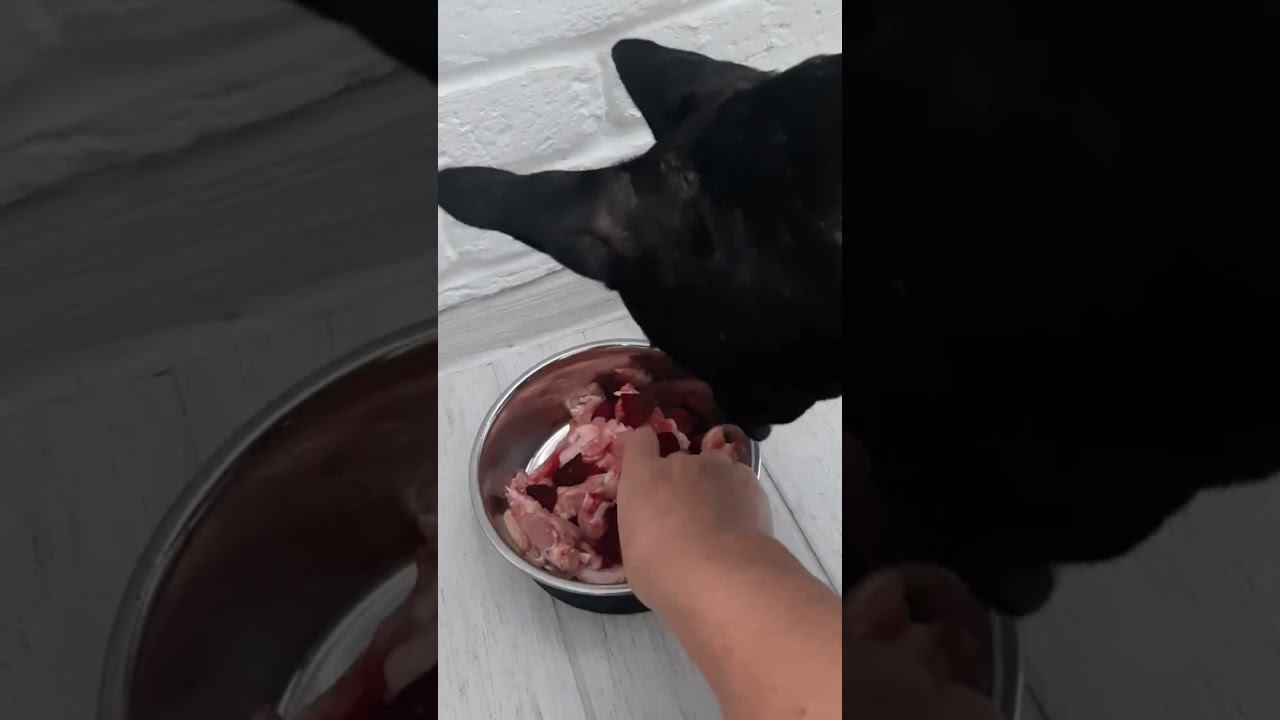 Наша умная собачка смотреть онлайн