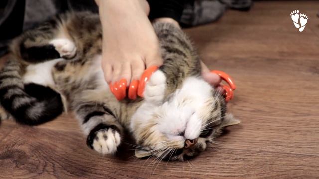 Purring Cat ? Long ToeNails (asmr, purring) смотреть онлайн