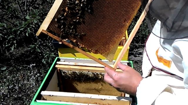 Пересадка неблагополучной семьи в другой улий смотреть онлайн