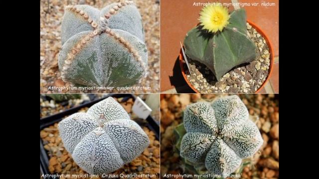 Кактусы. Астрофитум. Советы по уходу