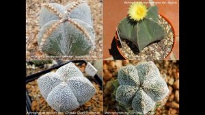 Кактусы. Астрофитум. Советы по уходу