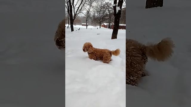 Мой пудель . смотреть онлайн