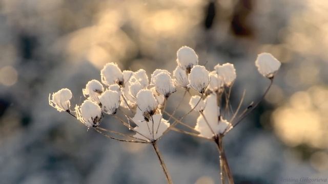 Ты укрой меня снегом, зима /Эльдар Рязанов/ смотреть онлайн