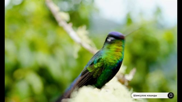 #Islam#Quran#AlAlag#ٌКоранСурАльАляк#природа#красота#Relaxation#4кВидео#