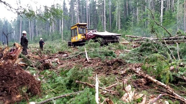 Трелевка хлыстовой древесины смотреть онлайн