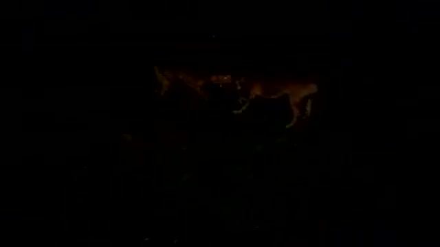 Pitbull VS Pitbull жесткая игра с канатом... смотреть онлайн
