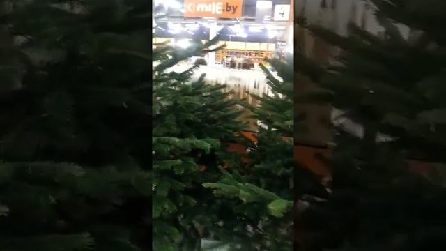 Датская пихта Нордмана 150-175, срезка смотреть онлайн