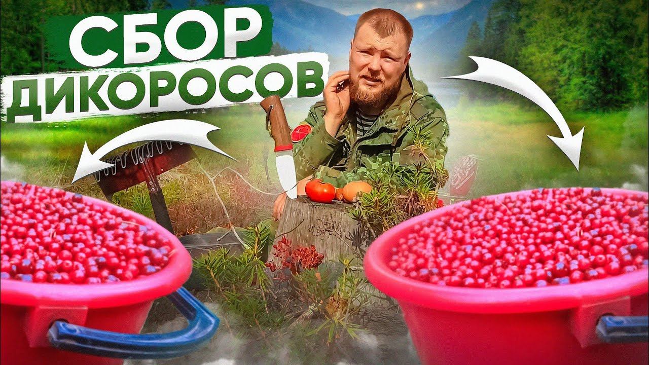 ЗАРАБОТАТЬ НА ЯГОДАХ. ШЕСТИЛАПЫЕ ТВАРИ АТАКУЮТ. СБОР ЧЕРНИКИ НА ОПАСНЫХ ВЫРУБКАХ. КОНКУРЕНТЫ КРУГОМ смотреть онлайн