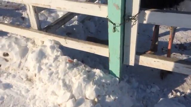 Страусы в снегу смотреть онлайн