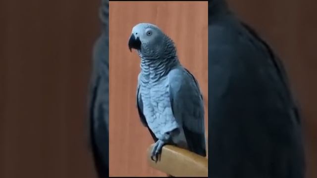 Ой какая? Красивая! Камкусно!( компотик+ вкусно) смотреть онлайн