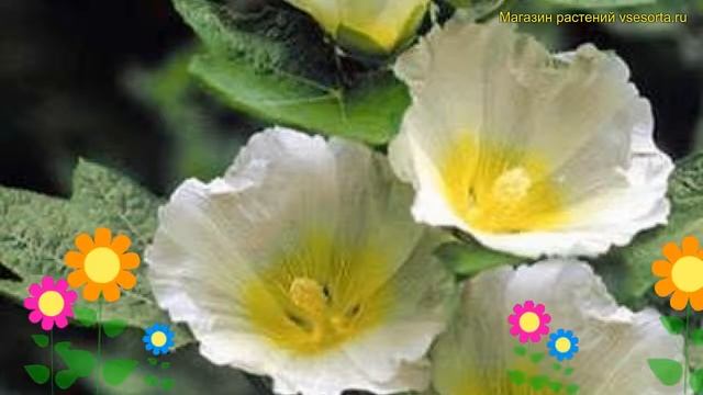 Мальва розовая Поларстар. Краткий обзор, описание характеристик, где купить malva rosea Polarstar смотреть онлайн