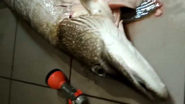 Как бьётся сердце щуки. смотреть онлайн