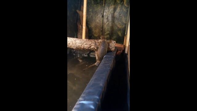 Varanus Dumerilii exploring her new pool смотреть онлайн