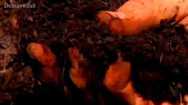 КОМПОСТНЫЙ ЯЩИК смотреть онлайн