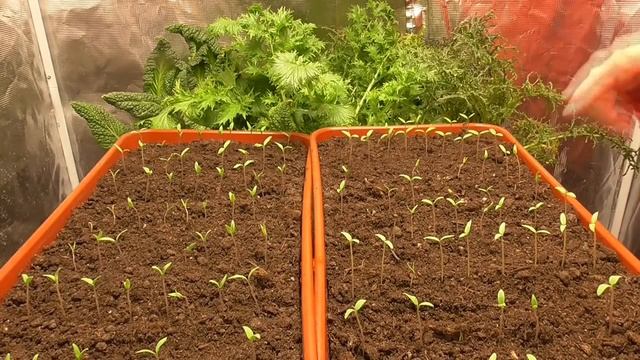 Чтобы рассада томатов не вытягивалась - лоток на холод! Ольга Чернова. смотреть онлайн