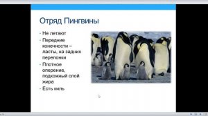 Класс Птицы. Отряды птиц