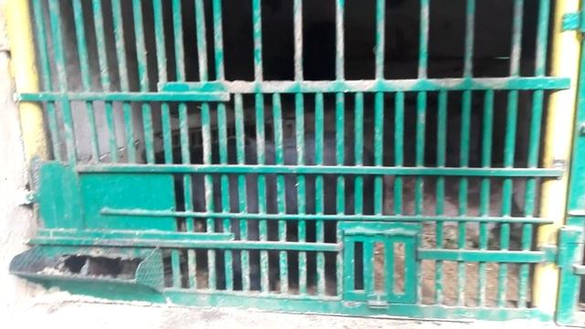 Идем в Зоопарк смотреть на енота, тигра, уток, льва, медведей и других животных смотреть онлайн