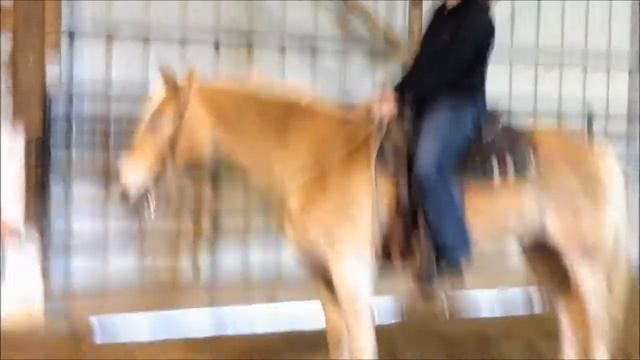 Dexter, a Haflinger gelding- Horse for sale смотреть онлайн