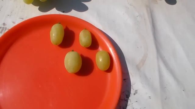 Виноград Лора бессемянный смотреть онлайн