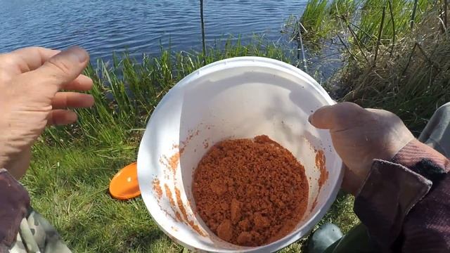 #рыбалка #плотва #поплавок Рыбалка в мае 2022 на поплавочную удочку. Клев плотвы на опарыша. смотреть онлайн