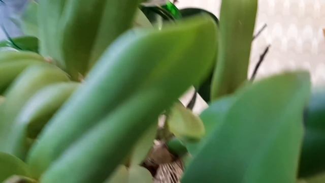 Интересное на окошке.Обзор домашней коллекции орхидей. смотреть онлайн