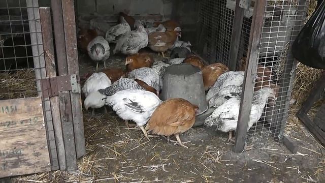 Куры кросса Мастер грей /Master Grey и Редбро /Redbro 2 мес. смотреть онлайн