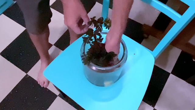 Houseplant Of The Week,Solanum Aff Uleanum #houseplants #solanum #uleanum #lasvegas #terrariumplant