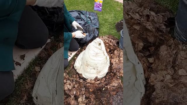 Гортензии раскрытие после зимы