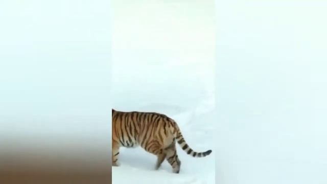 Год Тигра смотреть онлайн