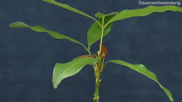 Zimmerpflanzen die Exoten in der Pflege und Anzucht Teil 319 aus der Serie смотреть онлайн