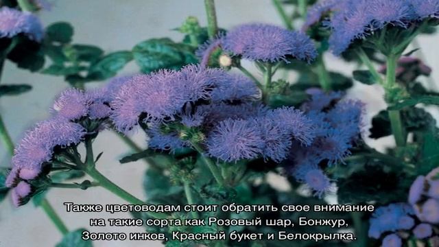 Агератум — выращивание из семян, уход и посадка смотреть онлайн