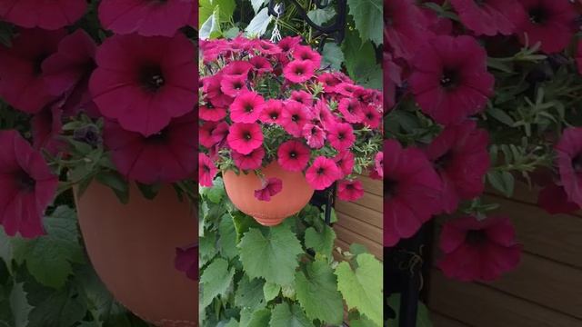 Петхоа BeautiCal Bordeaux. смотреть онлайн