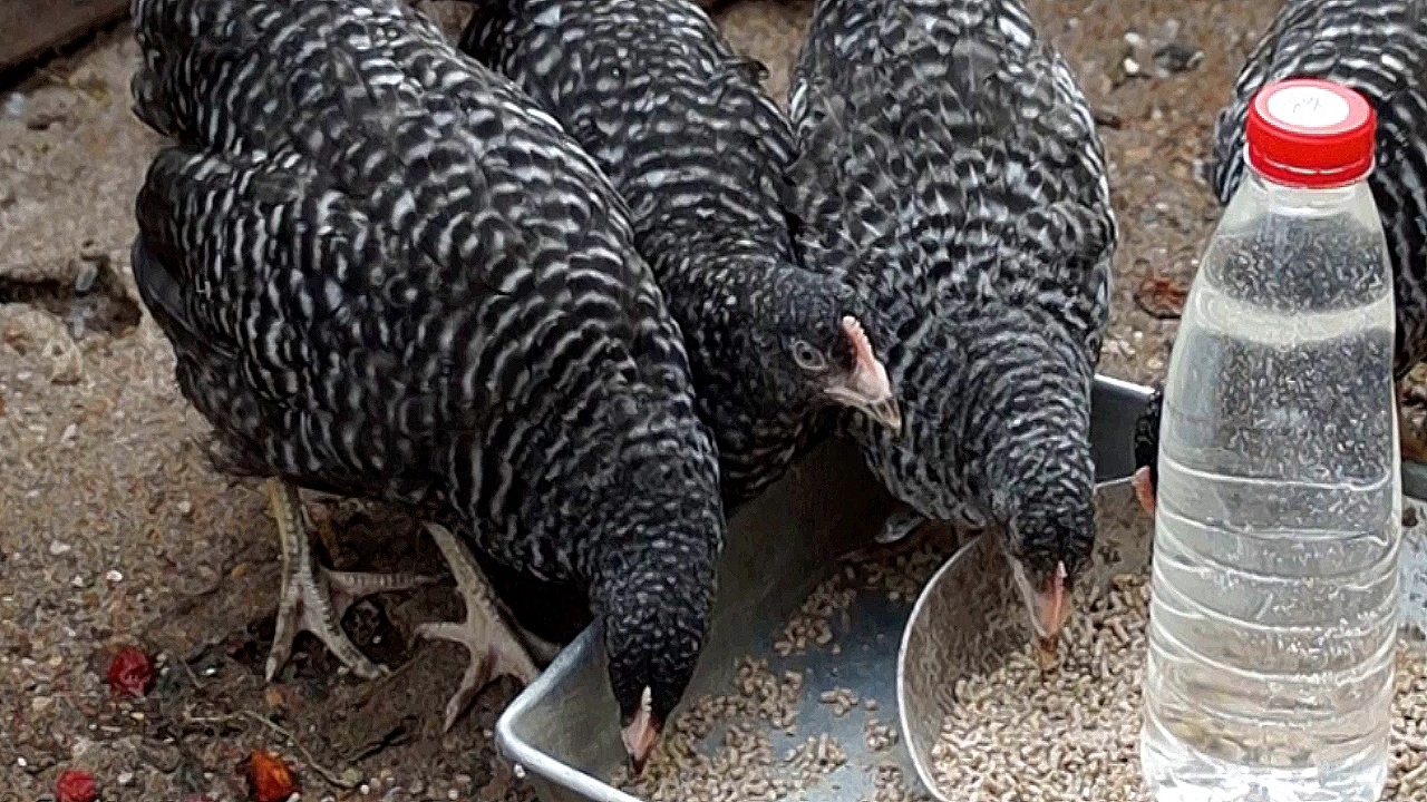 Куры породы доминант снесут Вам много яиц даже зимой смотреть онлайн