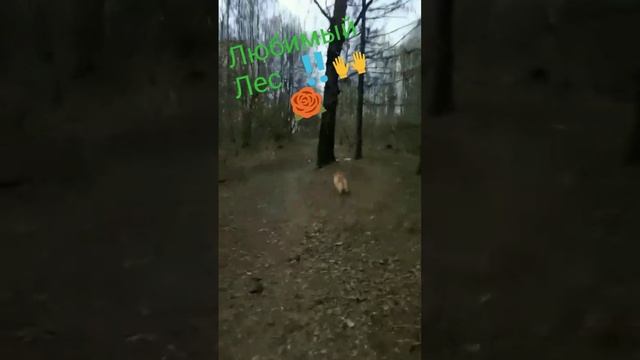 Наконец то весь снег растаял и можно бегать #фото #видео #corgi#коргипемброк смотреть онлайн