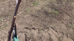 Как обрезать молодые яблоню и грушу? Схема формирования плодовых деревьев для хорошего урожая