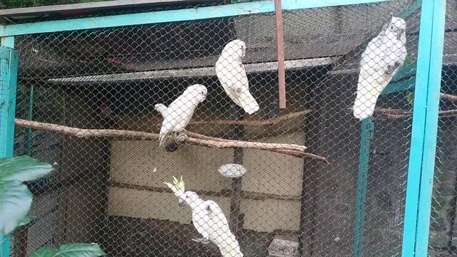 Какаду в уличном вольере питомник BestParrot смотреть онлайн