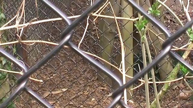 Untitled (Clouded Leopard (Neofelis Nebulosa)) смотреть онлайн