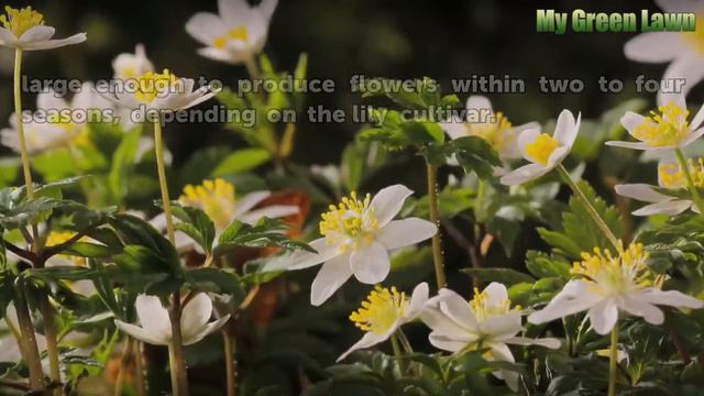 Can You Grow a Lily Plant by Just Breaking it Off of the Stem? смотреть онлайн