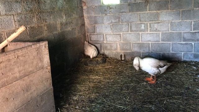 Теперь с гусями все в порядке !! Новый гусак для Белянки / Занеслись все Гуси / Яйцекладка гусей смотреть онлайн