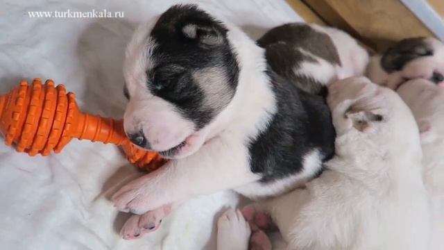 На сон грядущий... (Щенкам алабая уже 2,5 недели!) смотреть онлайн