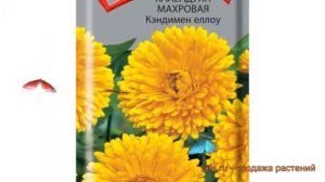 Календула махровая Кэндимен еллоу ? обзор: как сажать, семена календулы Кэндимен еллоу