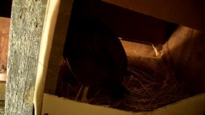 Каких куриц завести новичку