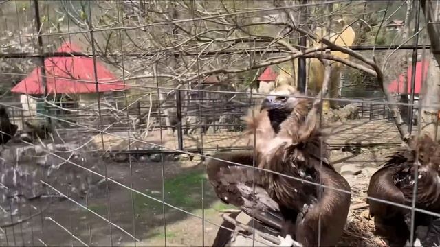 Элитная пара СИМБА И ЛЕГЕНДА/ львы Олега Зубкова смотреть онлайн